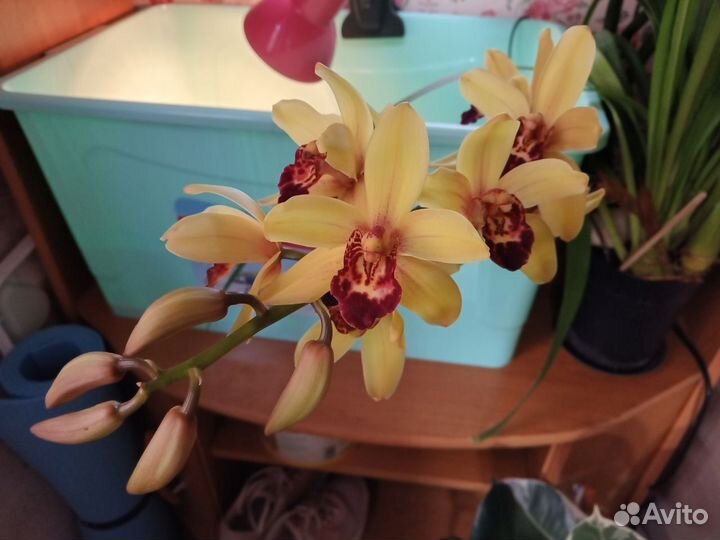 Орхидея цимбидиум