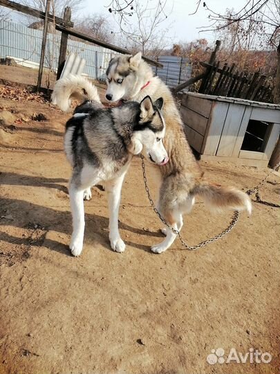 Отдам хаски