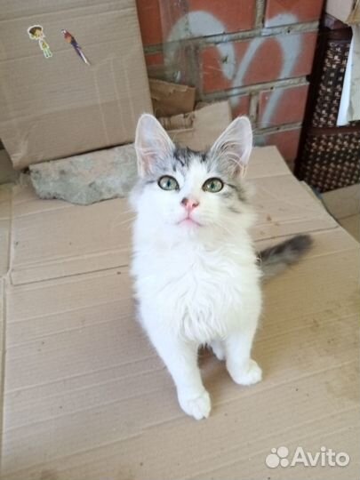 Котенок ищет дом