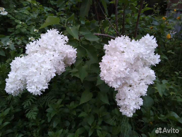 Садовые цветы, декоративные кустарники