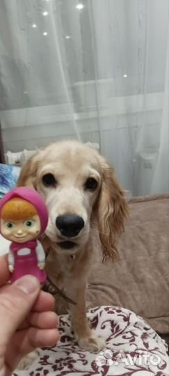 Собака в добрые руки