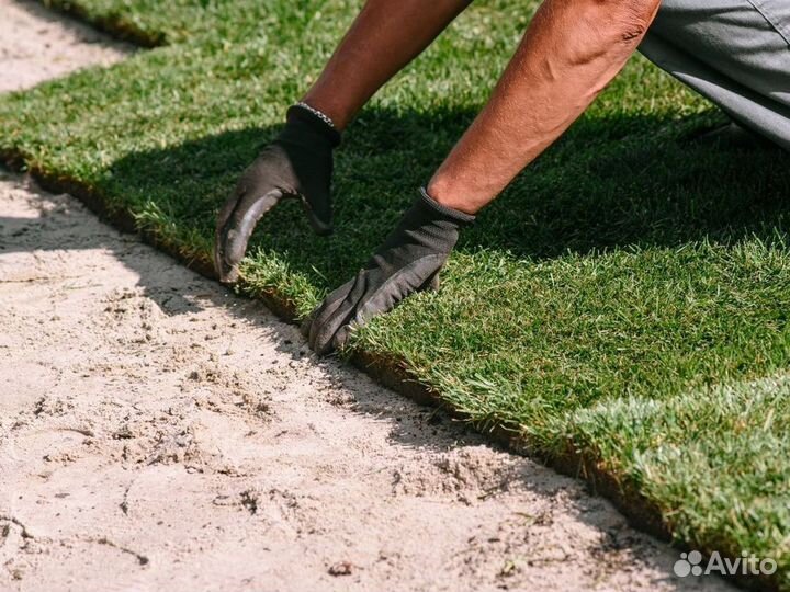 Укладка рулонного газона
