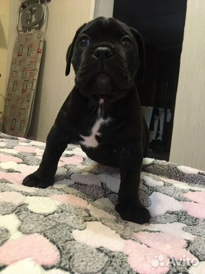 Щенки Кане Корсо