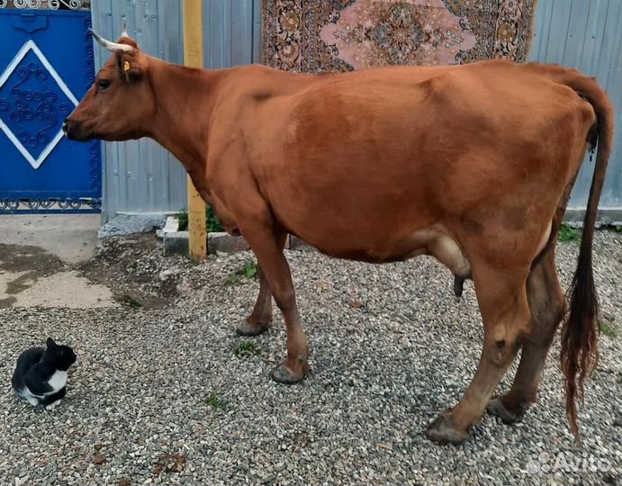 Корова дойная