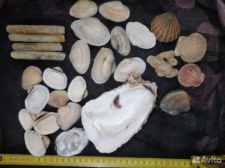 Набор морских ракушек. набор для творчества