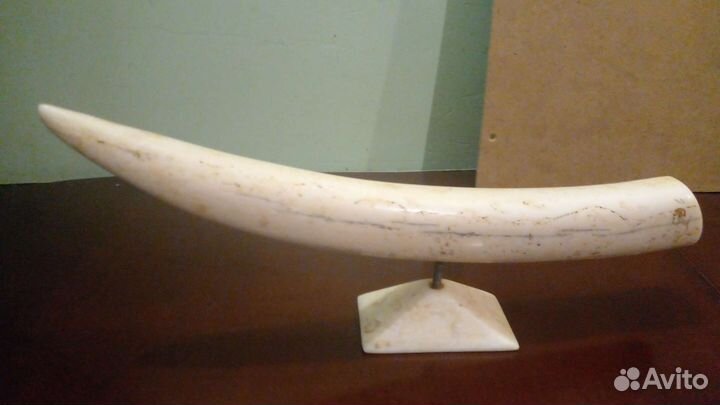 Клык моржа с острова Колючин