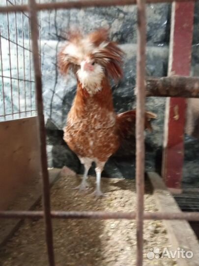 Декоративные куры и Амераукана