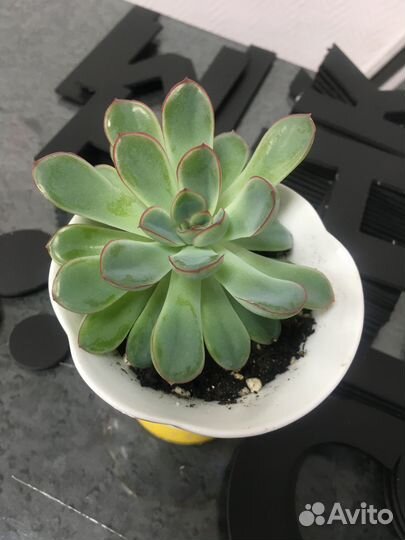 Каменная роза суккулент