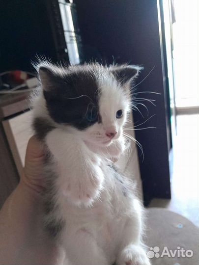 Котята (мать британка)