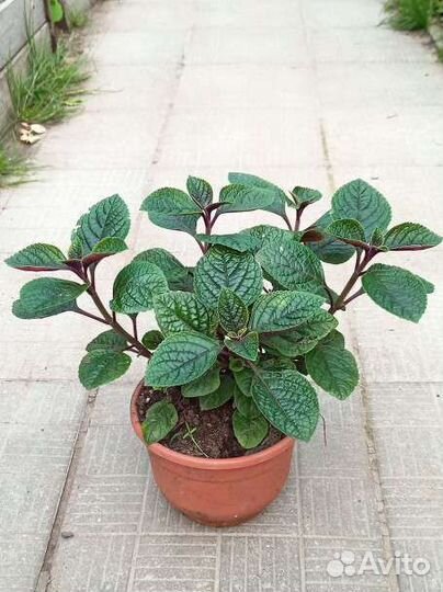 Плескантус краснеющий