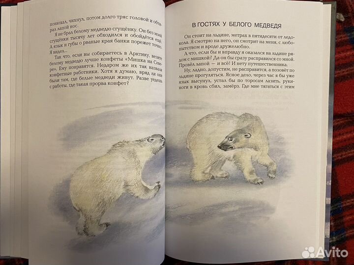 В гостях у белого медведя