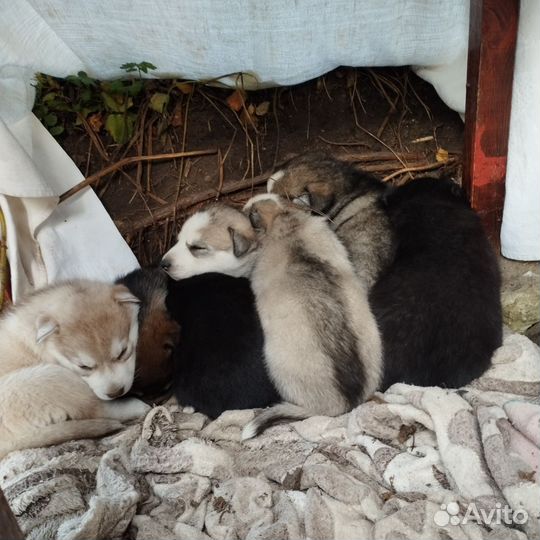 Сибирский хаски