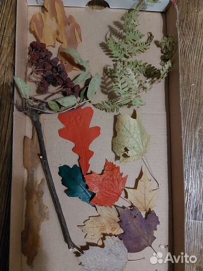 Гербарий для рукоделия