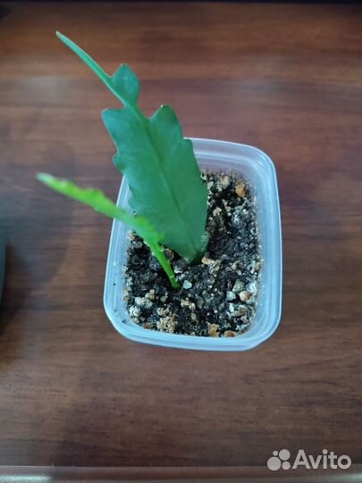 Эпифиллум красный