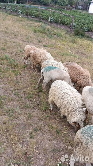 Бараны ягнята