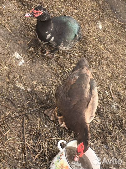 Индоселезень