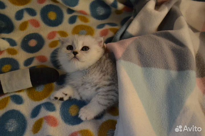 Шотландские котята серебристые шиншиллята