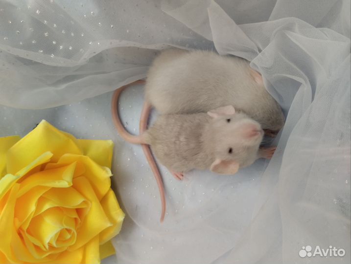 Крысята. Дамбо.очень редкого окраса