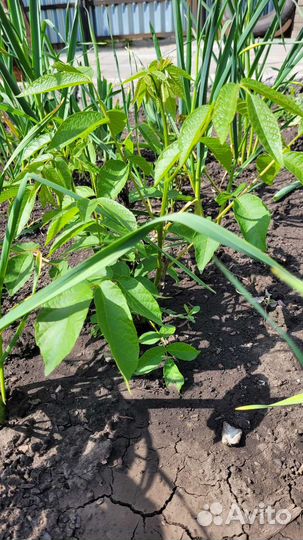 Грецкий орех саженцы