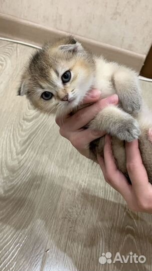 Британская золотая шиншилла