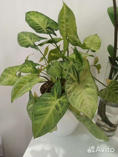 Комнатные растения, декоративно-лиственные