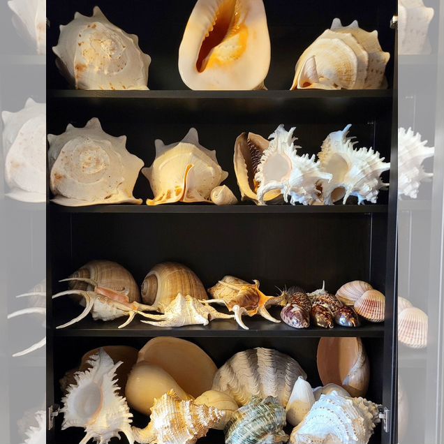 Раковины морские
