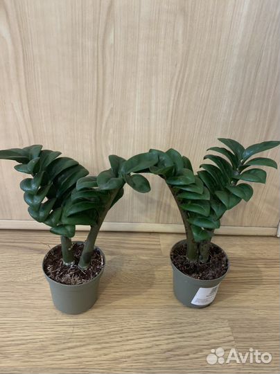 Замиокулькас зензи