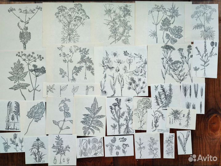 Ботаническиие наборы чёрно белые, насекомые