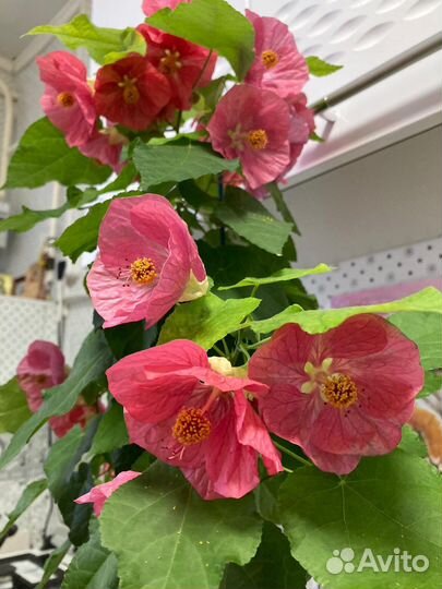 Абутилон белла