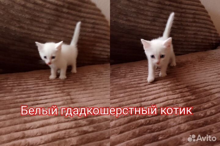 Котята отдам в добрые руки бесплатно