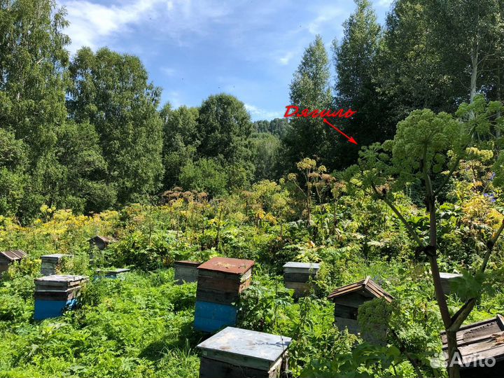 Мёд Алтайский дягилевый таёжный без посредников