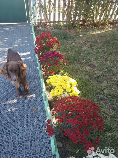 Мультфлора