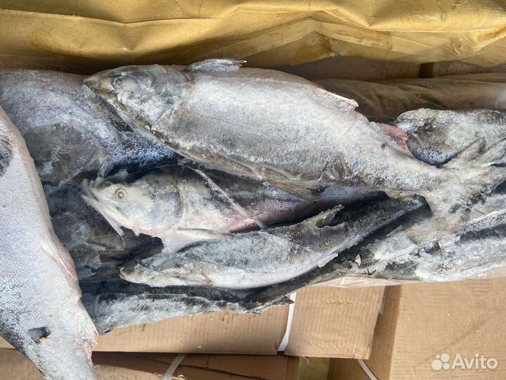 Рыба и морепродукты