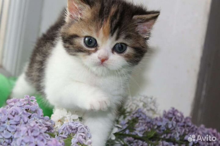 Британский мальчик 2 мес