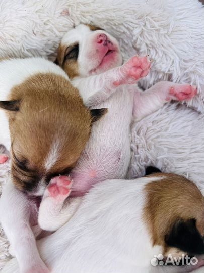 Щенки джек рассел терьер гладкошерстный