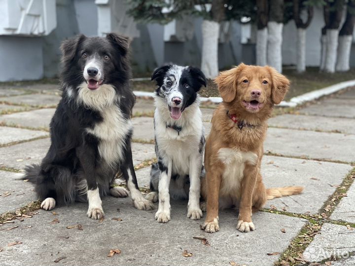 Гостиница для животных Зоодом, передержка, дрессир