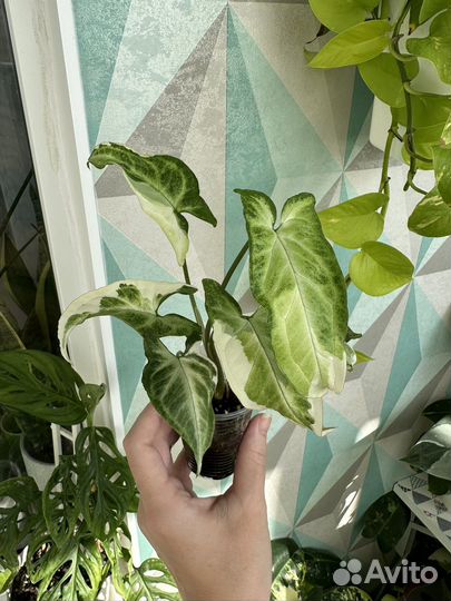 Сингониумы детки