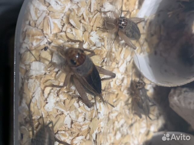 Банановые сверчки