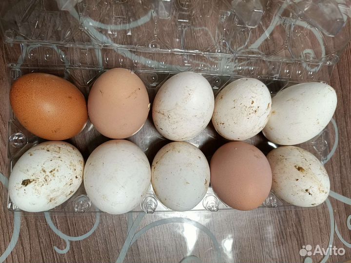 Козье молоко домашнее свежее, яйцо, сыр