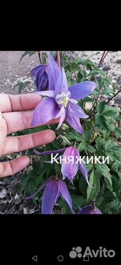 Княжики, Клематисы