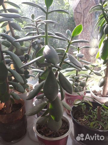 Толстянка : Денежное дерево