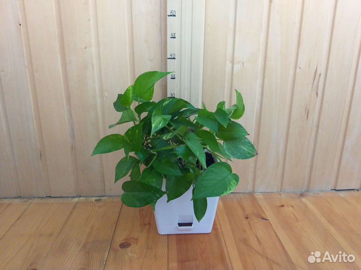 Рэо и Сциндапсус лиана