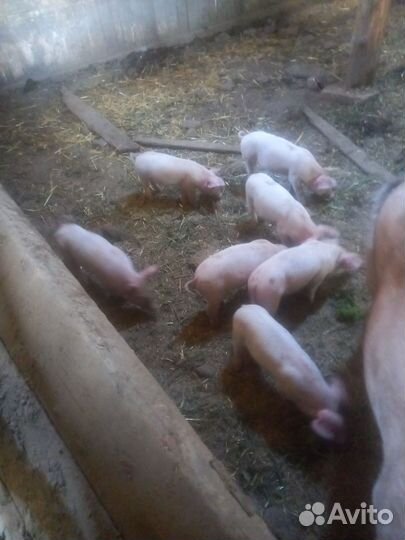 Поросята