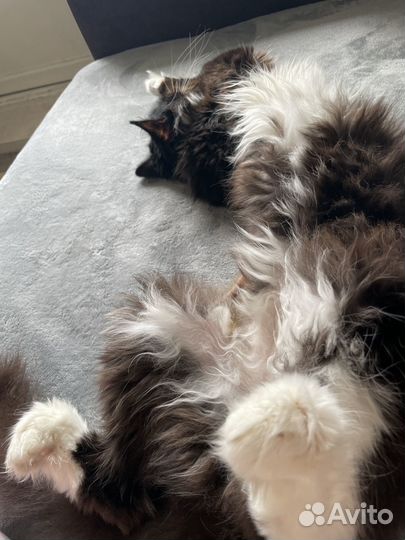Кот
