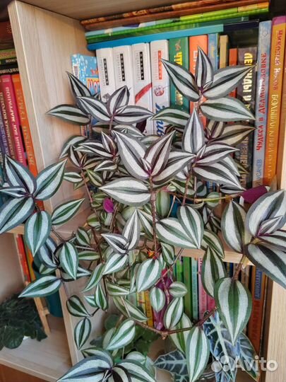 Традесканции