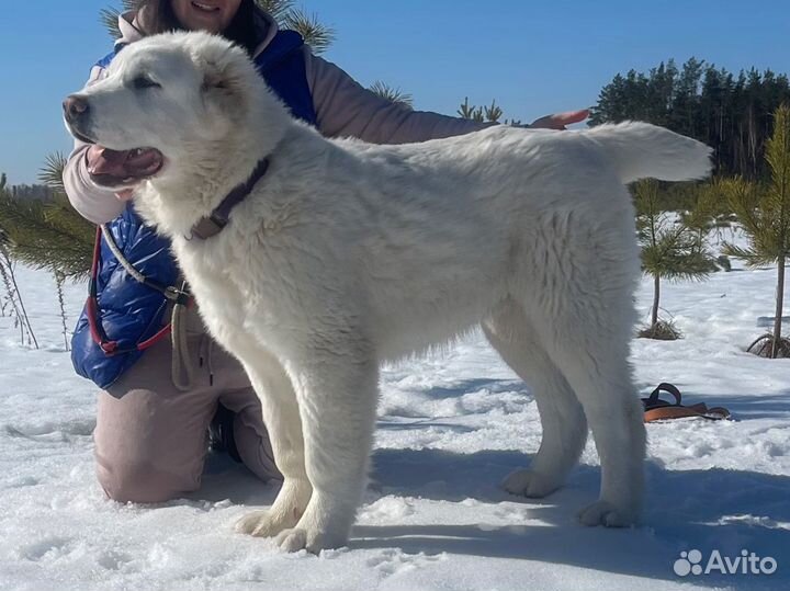 Среднеазиатская овчарка