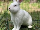 Кролики Бургундские и Белый паннон объявление продам