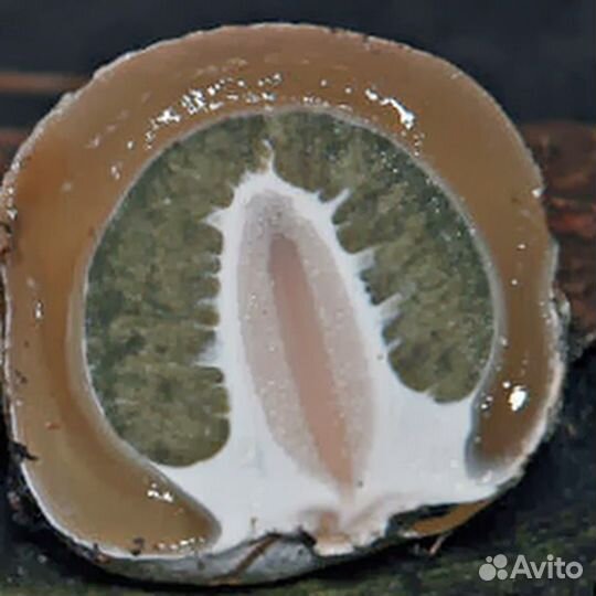 Гриб веселка