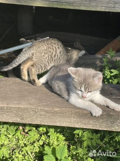 Котята 2.5 месяца в добрые руки
