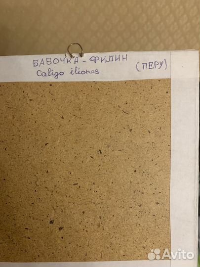 Коллекция бабочек